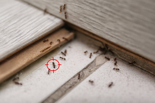 Best Wasp Removal Services  in Rio Del Mar, CA